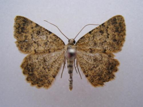 Charissa glaucinaria