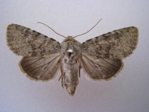 Réf. 64 776 : Apamea zeta