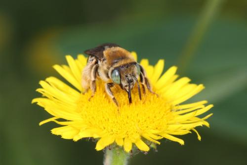 Réf. 64 613 : Tetraloniella alticincta