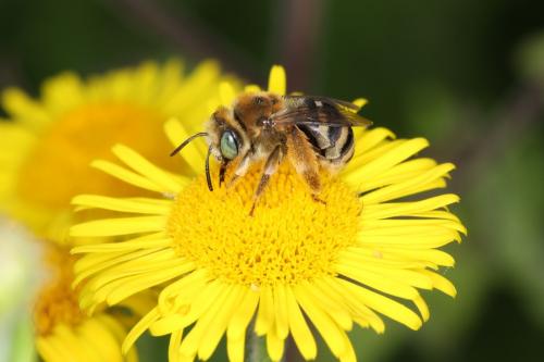 Réf. 64 614 : Tetraloniella alticincta