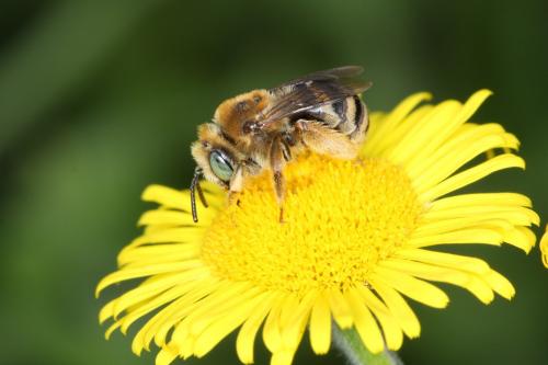 Réf. 64 615 : Tetraloniella alticincta
