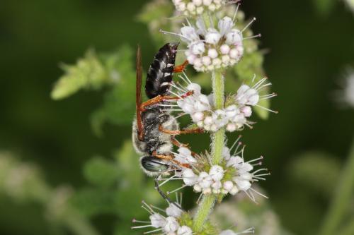 Tachytes etruscus