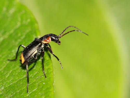 Axinotarsus pulicarius