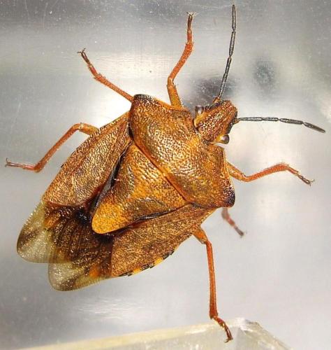 Réf. 64 230 : Carpocoris purpureipennis