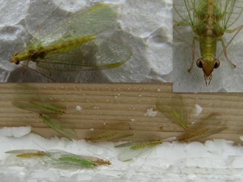 Chrysoperla sp.