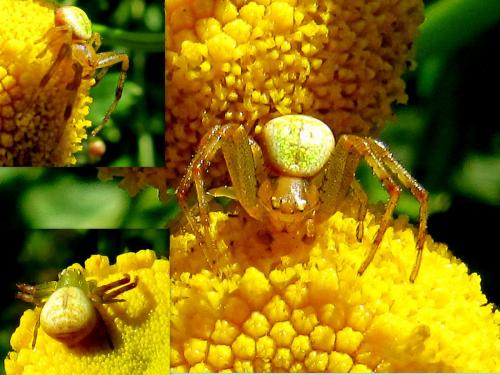 Réf. 64 435 : Ebrechtella tricuspidata