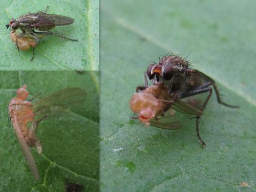 Scathophaga stercoraria