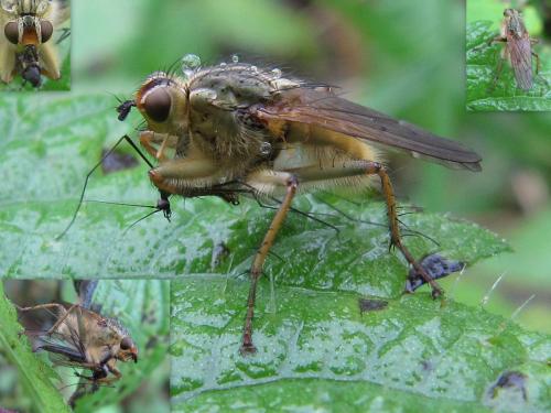 Scathophaga stercoraria