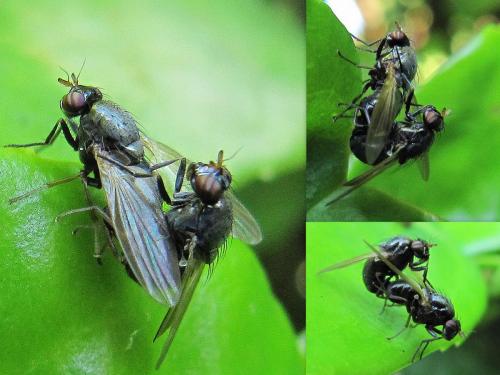Calliopum sp.