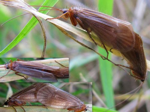 Chaetopteryx villosa