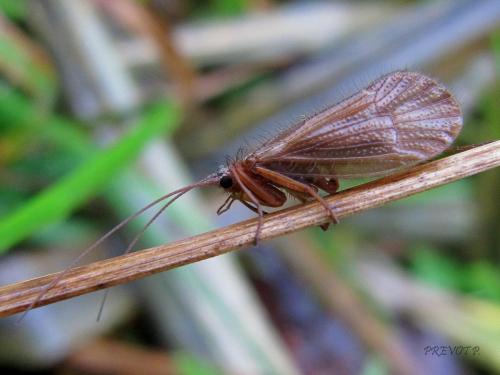 Chaetopteryx villosa