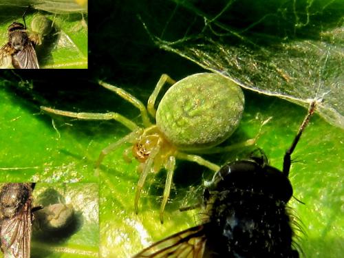 Réf. 64 332 : Nigma walckenaeri