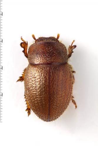 Ammobius rufus