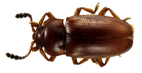 Thallisella sp.