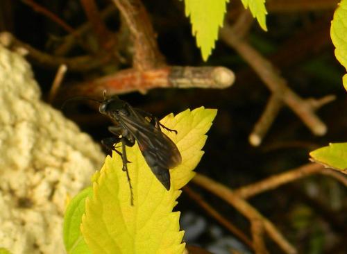 Réf. 64 322 : Pompilinae inconnu
