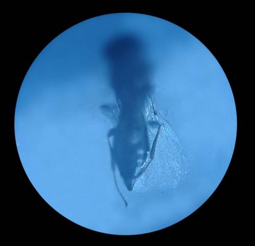 Inostemma sp.