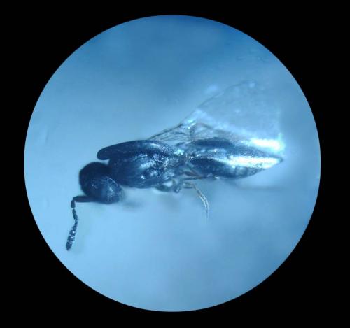 Inostemma sp.