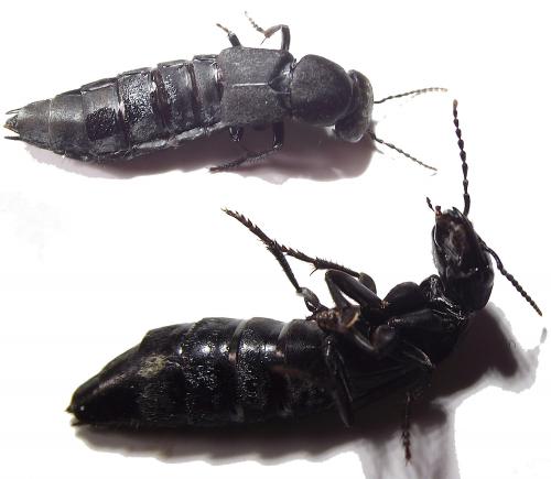 Ocypus sp.