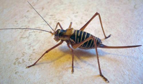 Ephippiger diurnus diurnus