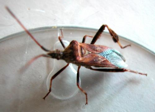 Leptoglossus occidentalis