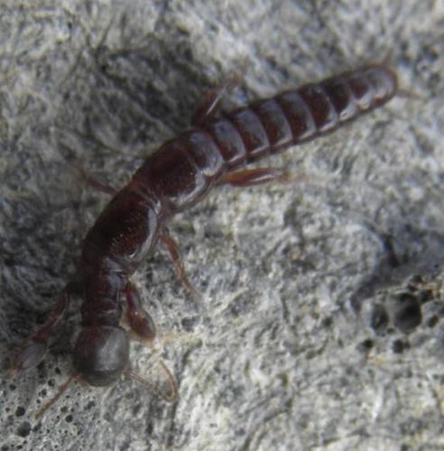 Embia sp.