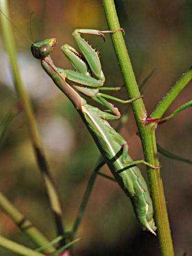 Réf. 64 102 : Iris oratoria