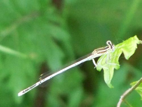 Platycnemis sp.