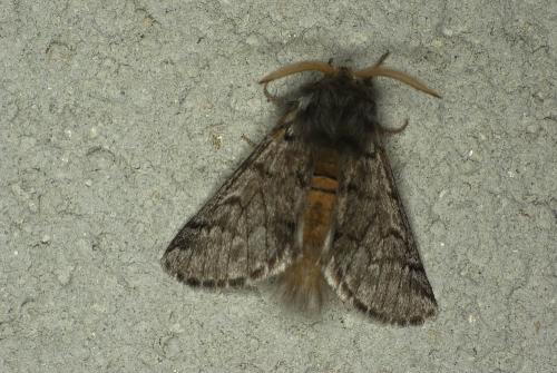 Thaumetopoea pityocampa
