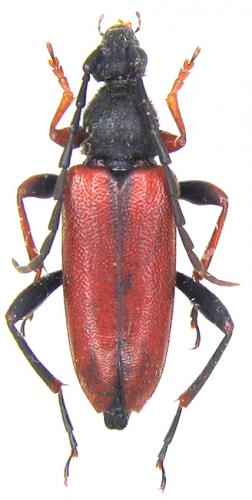 Stictoleptura erythroptera
