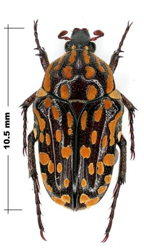 Réf. 64 752 : Oxythyrea petit