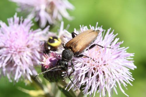 Réf. 64 250 : Stictoleptura scutellata