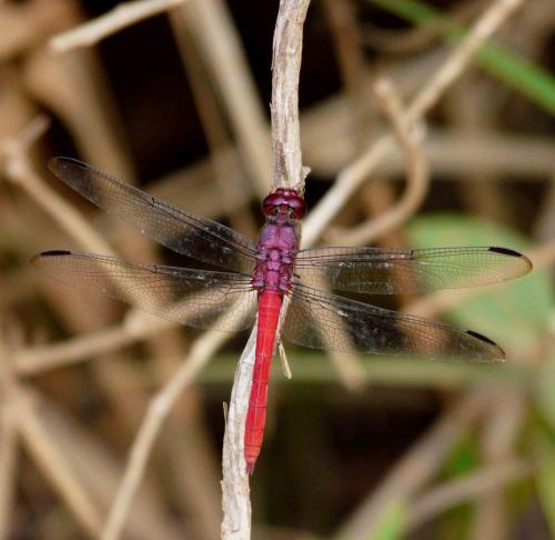 Orthemis schmidti