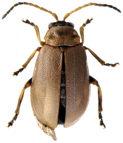 Réf. 64 006 : Lochmaea suturalis