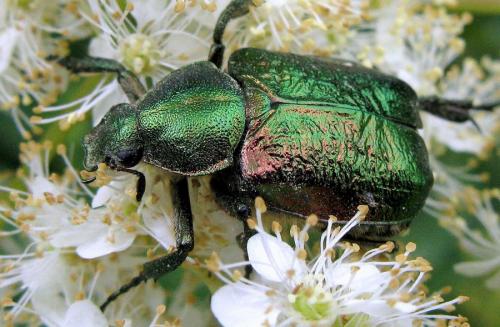 Gnorimus nobilis