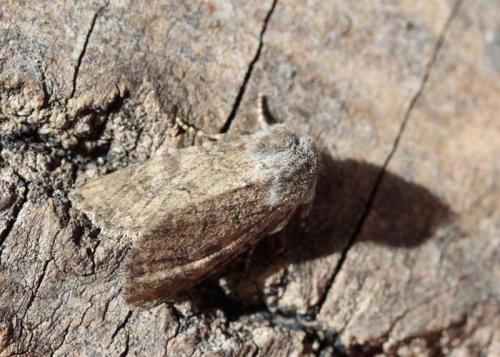 Luperina testacea
