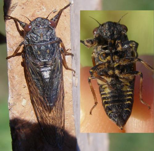 Réf. 64 710 : Tettigettula pygmea