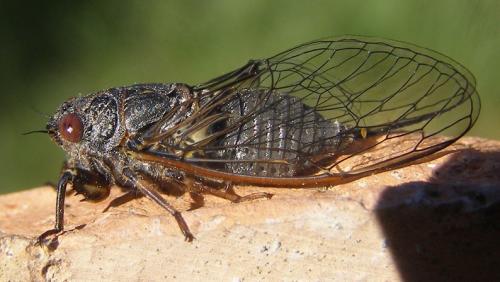 Réf. 64 709 : Tettigettula pygmea