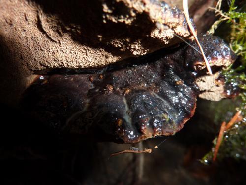 Réf. 64 784 : Derodontus macularis