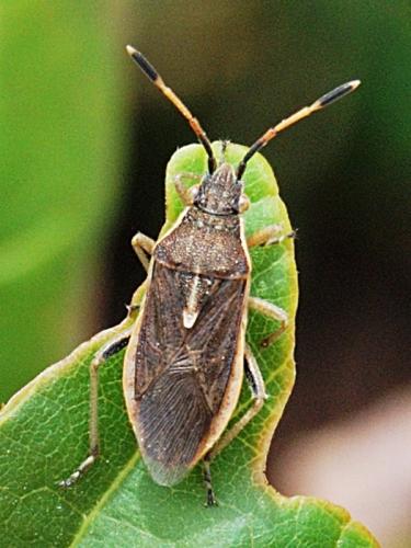 Réf. 64 119 : Maccevethus sp.