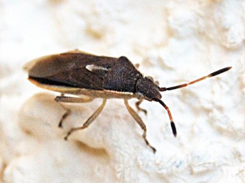 Réf. 64 062 : Maccevethus sp.
