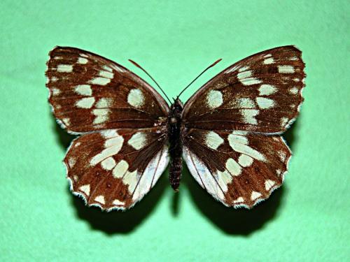 Melanargia galathea
