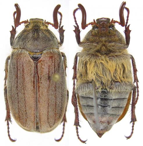 Melolontha sardinensis