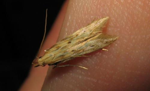 Réf. 64 229 : Metzneria lappella