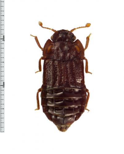 Micropeplus staphylinoides