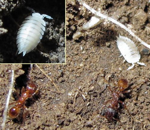 Platyarthrus hoffmannseggii