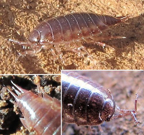 Réf. 64 589 : Trichoniscus sp.