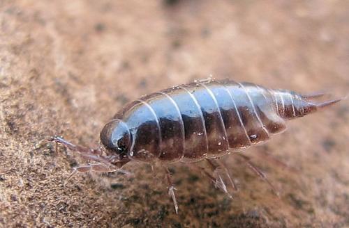 Réf. 64 590 : Trichoniscus sp.