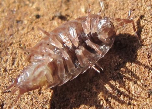 Réf. 64 591 : Trichoniscus sp.