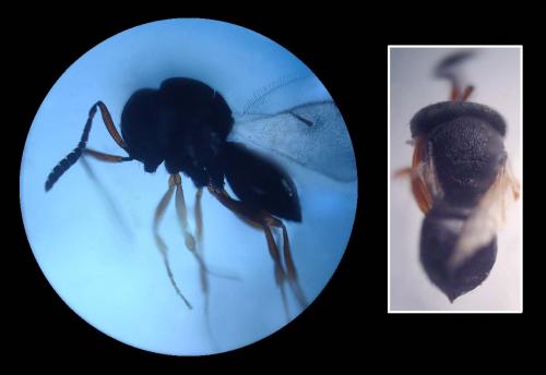 Trissolcus sp.