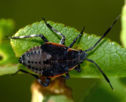 Réf. 64 967 : Deraeocoris trifasciatus